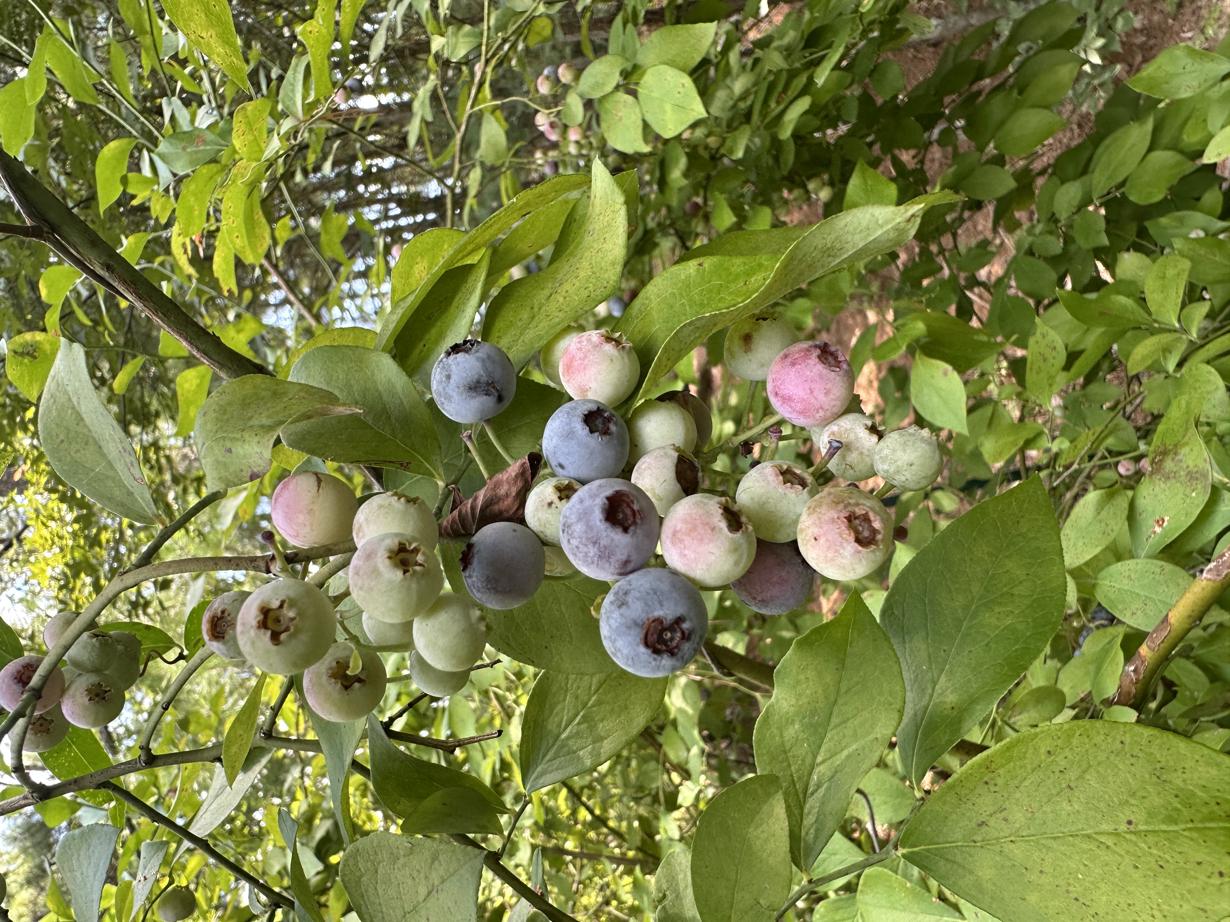 Fruit 25